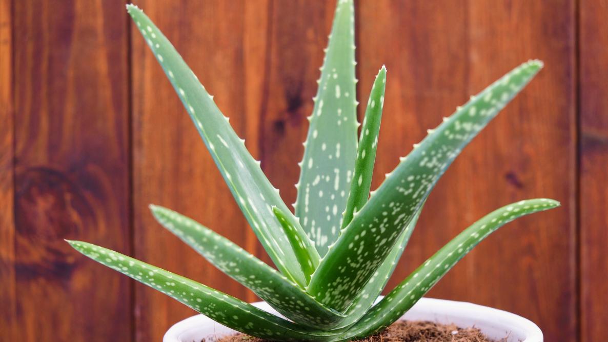 Aloe Vera Benefits for Men